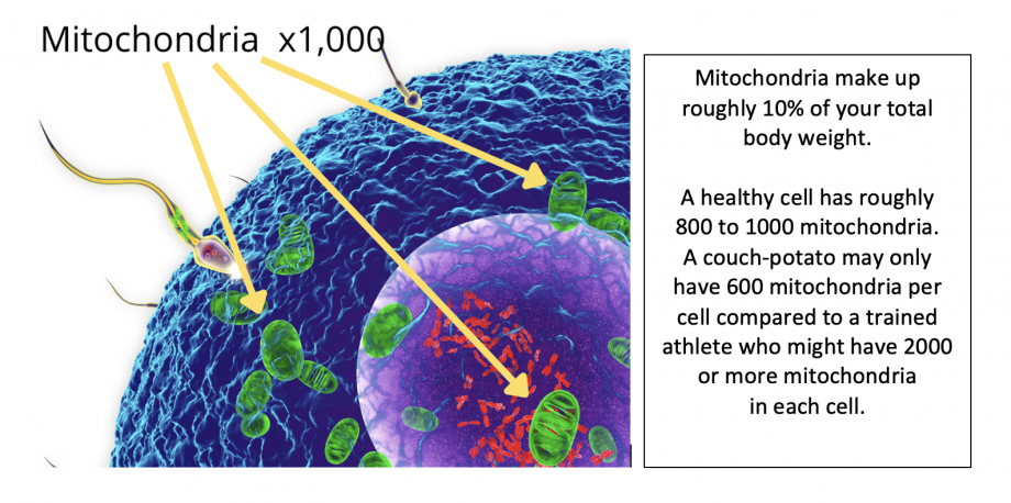 A detailed illustration of mitochondria within a cell, highlighted with arrows pointing to their location, accompanied by text explaining mitochondria's role, quantity in cells, and differences between inactive individuals and athletes